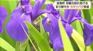 岩美町の群生地で初夏の訪れ告げる「カキツバタ」見頃　「町の花」地域住民が守る（鳥取）