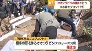 樹氷の再生に向け、山形市の奉仕団体などが蔵王でオオシラビソの種まき　山形市