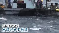 黒いダイヤ「クロマグロ」 豊漁でも喜べない　水揚げできず定置網から放す異例の事態　漁業関係者「もったいない」【新潟・佐渡市】