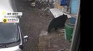 3連休も各地でクマ出没　岩手で高校近くの敷地に侵入　栃木・宮城で男性襲われけが　秋田では動物園からクマが一時脱走