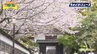 歴史ある景観に華　日南市飫肥城の桜満開　見頃に