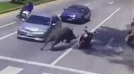 交差点に水牛突進 バイク破壊も タイ
