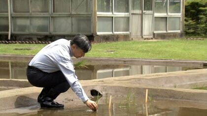 天皇陛下　恒例のお田植え　皇居の稲作　自ら種もみをまいた苗を丁寧に植えられる
