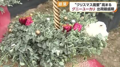 “クリスマスリース素材”　松山と東温が国内有数の産地「グニーユーカリ」出荷ピーク【愛媛】