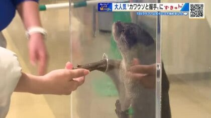 宮島水族館のアイドル「スナメリ」にエサやり　「コツメカワウソ」と握手に「ずきゅん。」　【棚さんぽ】