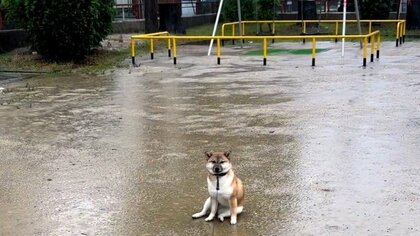 「シャンプーしたばっかり」柴犬がどしゃぶりの公園でまさかの帰宅拒否…何かあったの？その後を聞いた