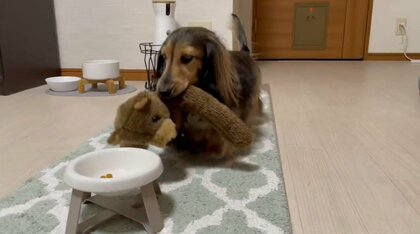「ちょっと残しといた」自分のご飯のところに“ぬいぐるみ”を連れて行く犬が可愛い…いつものこと?飼い主に聞いた