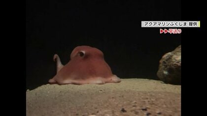 水族館の人気者は誰だ!?　恒例となった「流行”魚”大賞」　2023年の受賞者は深海のアイドル「オオメンダコ」