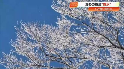 “白いサンゴ”のような美しさ、高知・寒風山の『霧氷』　氷点下の環境がつくる冬の絶景