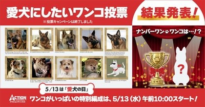 5月13日は【愛犬の日】アクションチャンネル視聴者2,200人に聞いた「愛犬にしたいワンコ」視聴者投票で1位になったのは、やっぱりあのレジェンドワンコ！