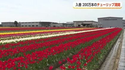 「7色のチューリップの絨毯」が見頃　立山連峰を背景に200万本が咲き誇る入善町の絶景【動画で見る】