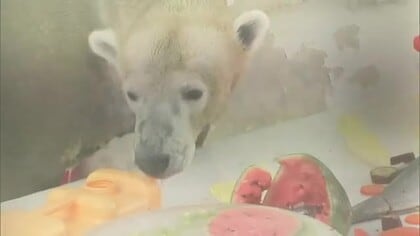 ホッキョクグマのマルルお誕生日会　熊本市動植物園から北海道釧路市動物園に引っ越し
