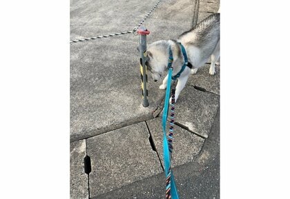 「隠れているつもりらしい」細いポールで必死に隠れるハスキーがかわいい…どんな状況だったのか聞いた