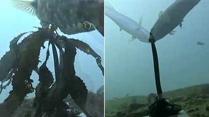 「黒潮大蛇行」最長記録を更新　名産ノリやアワビ不漁続く…海の栄養低下と食害もたらす【三重発】