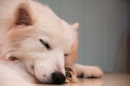 犬の睡眠時間ってどれくらい?安眠できる環境を作るポイントも併せて解説!