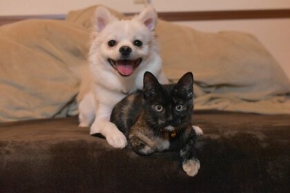 あなたは犬派?猫派?ペットについて調べてみました【1000人アンケート】