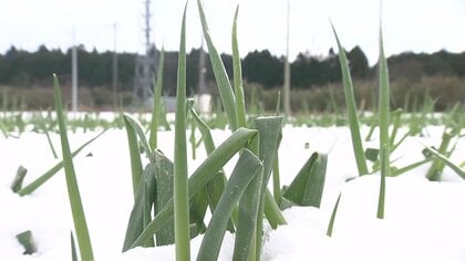 【深刻】ネギの価格高騰…産地では“最強・最長”寒波で「白ネギ」260万本「葉折れ」の大打撃　キャベツの「ふるさと納税」寄付件数14倍に