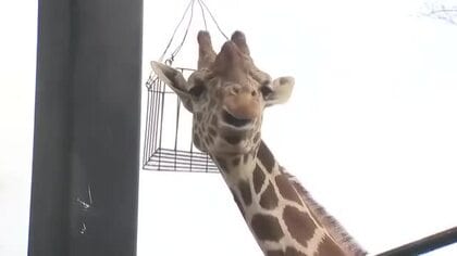 人気ナンバーワンを選ぶ富山市ファミリーパークの動物選挙スタート　アメリカバイソンなど6頭が立候補