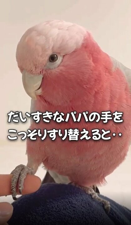 「ちげぇし！」大好きなパパの指がいつの間にかママに入れ替わり…“イタズラ”を仕掛けられたモモイロインコの反応に爆笑！