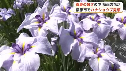 ハナショウブ見頃、梅雨晴れ彩る　県内5地点で真夏日　強い日差しの下、色鮮やかに咲き誇る　秋田・横手市