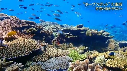 大浦湾 毎週土曜日 セール キャンドル