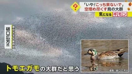 こっち来ないで！」空を埋めつくす鳥の大群 正体は「トモエガモ」か
