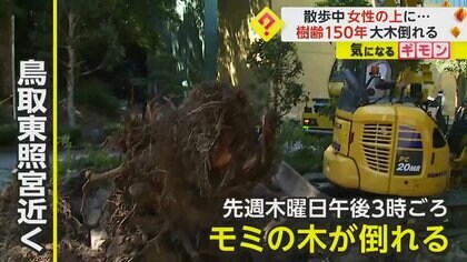 樹齢150年】「木の中から人を…」高さ10m、太さ1.7m モミの木が倒れ