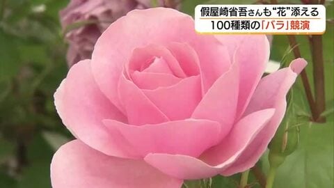 絢爛！日本庭園に100種類のバラ競演　“令和の花咲じじい”假屋崎省吾さんが華麗にアレンジ（島根）