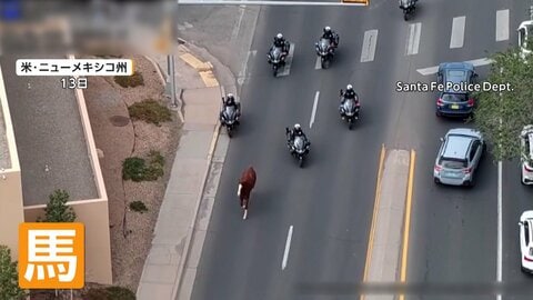 道路を疾走する馬　パレードから逃げ出し大追跡　警察バイクとカウボーイも参戦　駐車場に追い込み無事保護　アメリカ