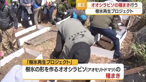 樹氷再生に向け山形市の奉仕団体・村山産業高生らがアオモリトドマツの種まき　山形市・蔵王