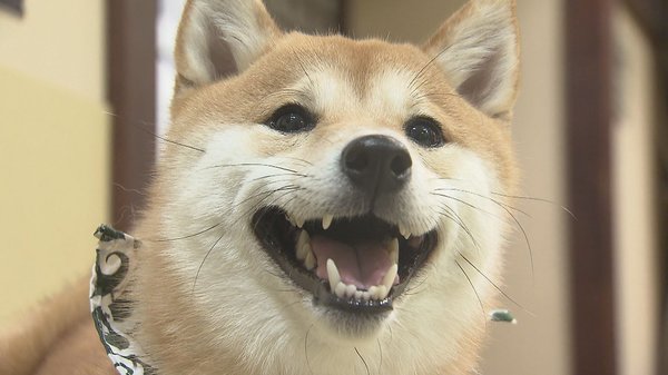 あなたは犬派 猫派 とびきりの癒やしをお届け 豆柴 猫カフェ