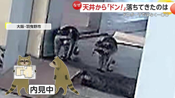 部屋を見渡して顔を見合わせるアライグマ(FNN投稿サイト「ビデオPost」)