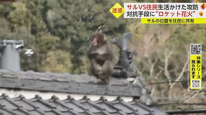 屋根の上にサルを発見