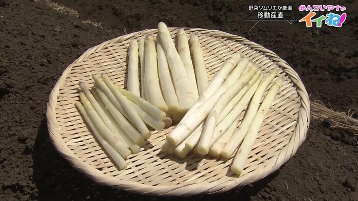 こちらがホワイトアスパラガス