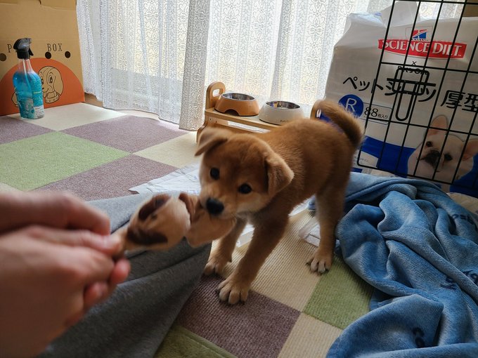 やんちゃな姿も