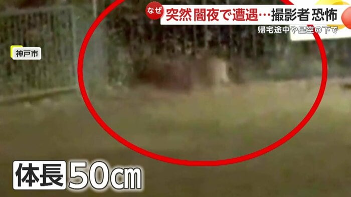 親のイノシシは体長50cmほどあったという(映像提供:視聴者)