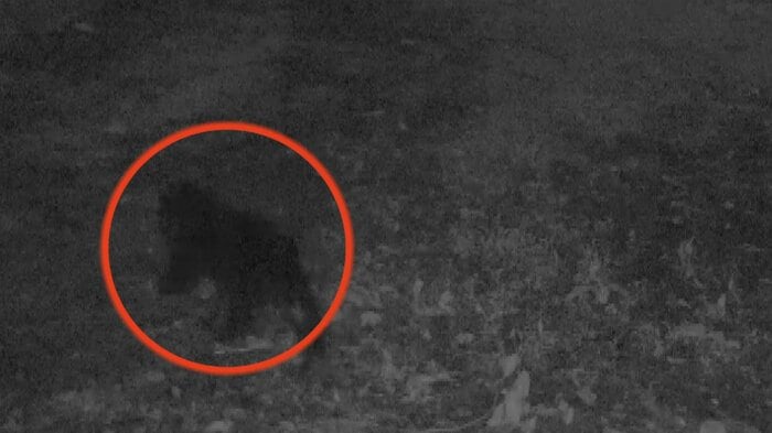 AIカメラに映り込んだクマ(黒部市提供)