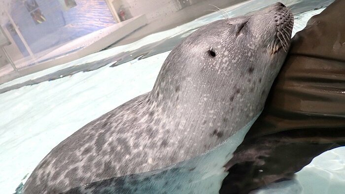 掃除中の飼育員の足に抱きつくミゾレくん(提供:海遊館)