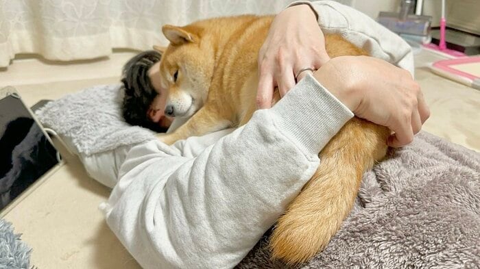 “兄犬”のうにくんも毛布代わりになることがある