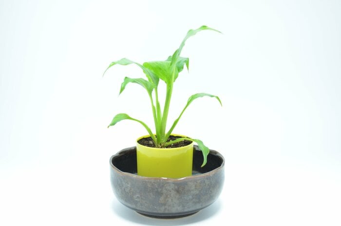 「受け皿」はどんなお皿を使ってもOK（画像はイメージ）