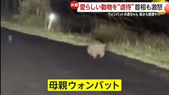 追いかけてきた母親ウォンバット