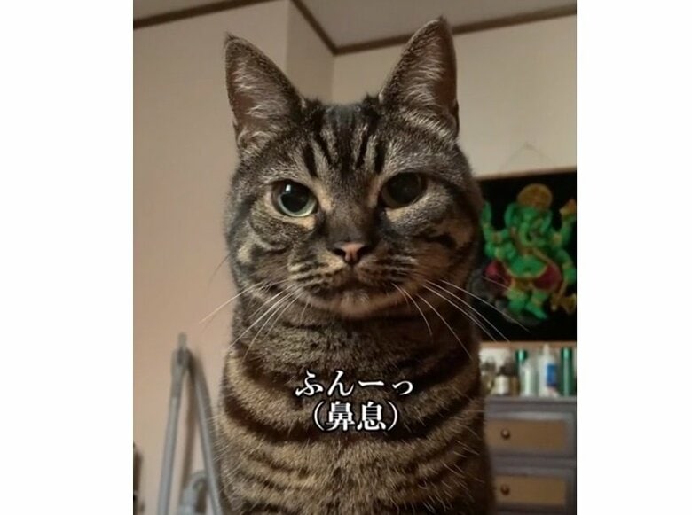 ベッドの上から「ふんーっ」 大きな鼻息で起こしてくれる猫ちゃんがかわいい…実は「呆れて出るため息です」｜FNNプライムオンライン