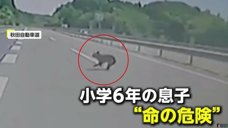 【独自】「初めて命の危険感じた」高速道路でクマ飛び出し衝突寸前、命知らずのシカが車行き交う道路をピョンピョン｜FNNプライムオンライン