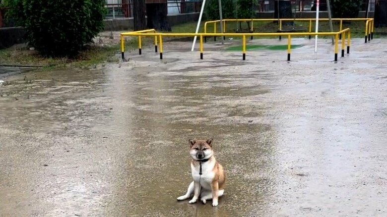 「シャンプーしたばっかり」柴犬がどしゃぶりの公園でまさかの帰宅拒否…何かあったの？その後を聞いた｜FNNプライムオンライン