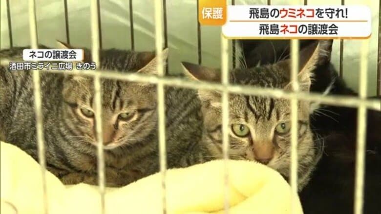 「ネコの命にも配慮して新しい家族の元へ」天然記念物ウミネコ繁殖地を守るため飛島の野良猫を本土へ移送・譲渡会で早くも飼い主見つかる【山形発】|FNNプライムオンライン
