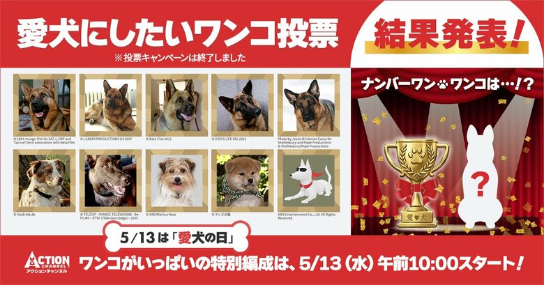 5月13日は【愛犬の日】アクションチャンネル視聴者2,200人に聞いた「愛犬にしたいワンコ」視聴者投票で1位になったのは、やっぱりあのレジェンドワンコ！