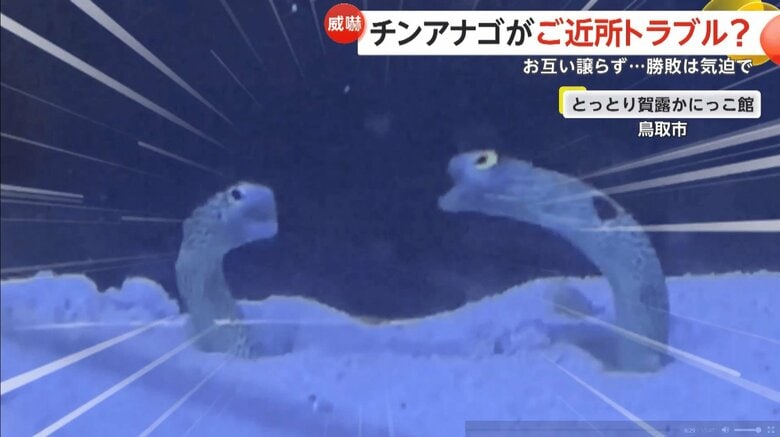 【けんか勃発】チンアナゴのご近所トラブル…大口開けて激しく威嚇も近づきすぎてキス　「口の大きさ」と「気迫」が勝負｜FNNプライムオンライン