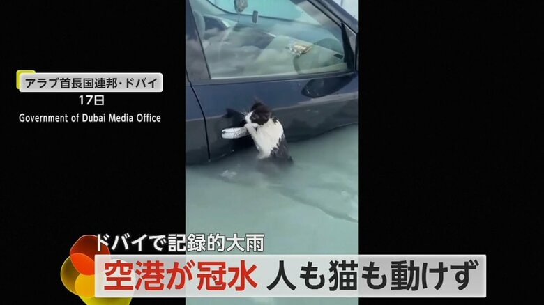 1匹の猫が全身ずぶ濡れで必死にドアノブを…記録的大雨で水没した車から警察官が救出　空港では混乱続く　ドバイ　｜FNNプライムオンライン