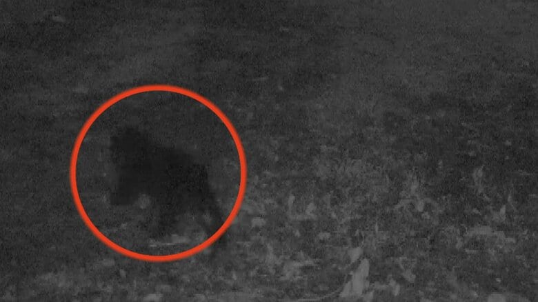 黒部市のAIカメラが捉えた「成獣クマの姿」 富山県内で目撃276件、ドングリ不作で人里に出没か｜FNNプライムオンライン