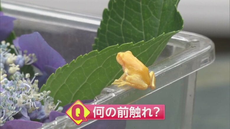 【小学生が発見】「金色カエル」が佐渡島・金山の近くに！　“世界文化遺産”登録を目指す地元に”吉兆”｜FNNプライムオンライン
